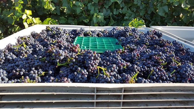 Pinot Noir grapes picked for sparkling wine